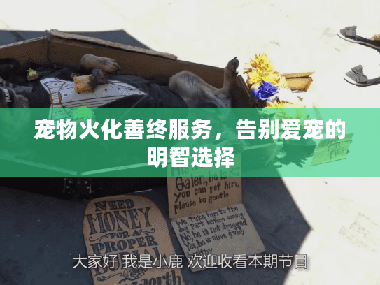 宠物火化善终服务，告别爱宠的明智选择