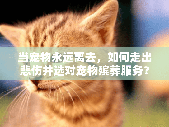 当宠物永远离去，如何走出悲伤并选对宠物殡葬服务？