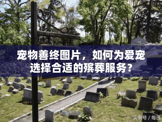 宠物善终图片，如何为爱宠选择合适的殡葬服务？
