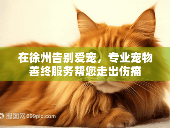在徐州告别爱宠，专业宠物善终服务帮您走出伤痛