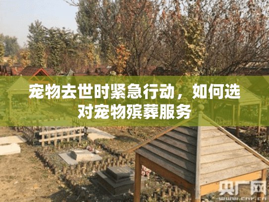 宠物去世时紧急行动，如何选对宠物殡葬服务
