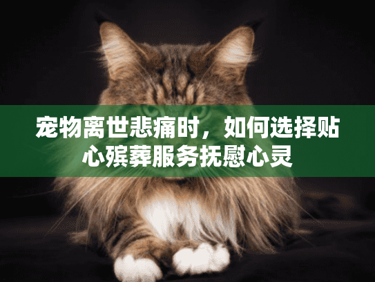 宠物离世悲痛时，如何选择贴心殡葬服务抚慰心灵