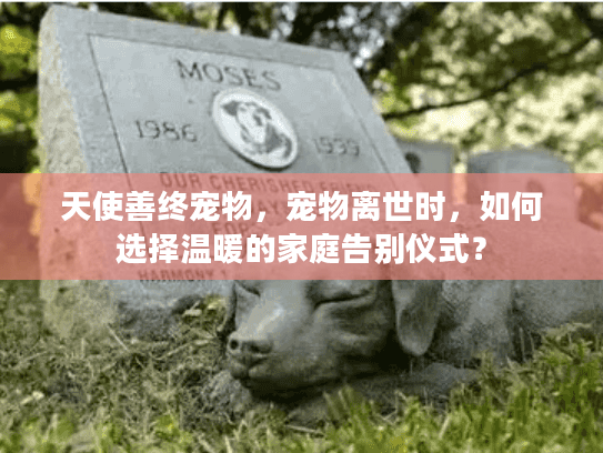 天使善终宠物，宠物离世时，如何选择温暖的家庭告别仪式？
