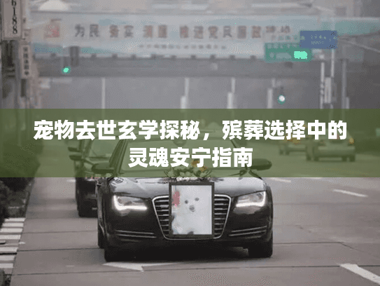 宠物去世玄学探秘，殡葬选择中的灵魂安宁指南