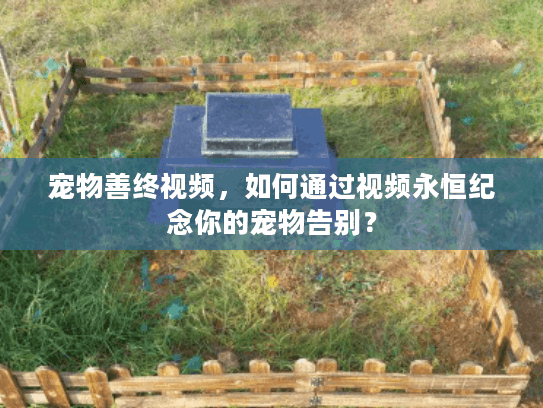 宠物善终视频，如何通过视频永恒纪念你的宠物告别？
