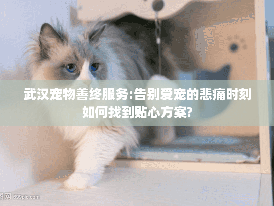 武汉宠物善终服务:告别爱宠的悲痛时刻如何找到贴心方案?