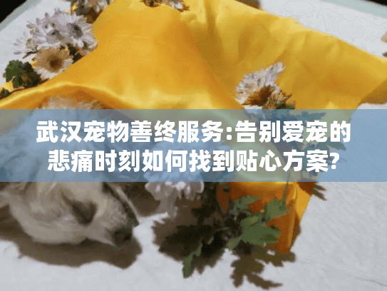 武汉宠物善终服务:告别爱宠的悲痛时刻如何找到贴心方案?