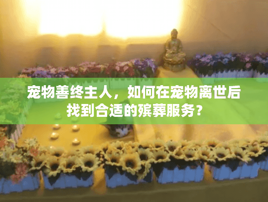 宠物善终主人，如何在宠物离世后找到合适的殡葬服务？