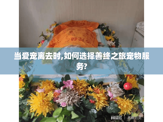 当爱宠离去时,如何选择善终之旅宠物服务?