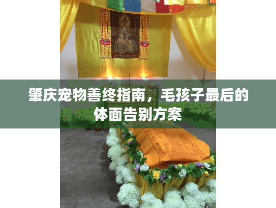 肇庆宠物善终指南，毛孩子最后的体面告别方案