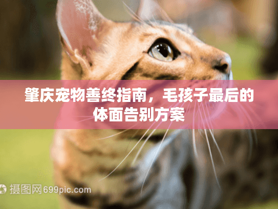 肇庆宠物善终指南，毛孩子最后的体面告别方案