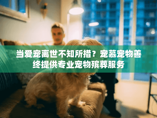 当爱宠离世不知所措？宠慕宠物善终提供专业宠物殡葬服务