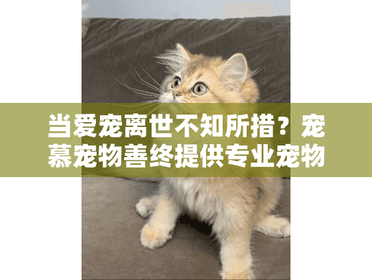 当爱宠离世不知所措？宠慕宠物善终提供专业宠物殡葬服务
