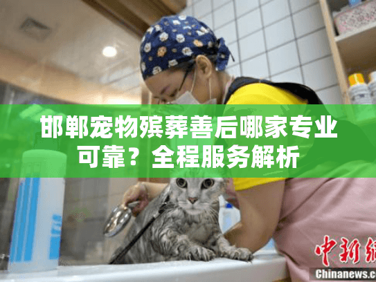 邯郸宠物殡葬善后哪家专业可靠？全程服务解析