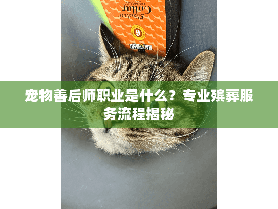 宠物善后师职业是什么？专业殡葬服务流程揭秘