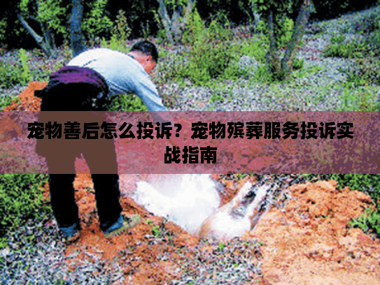宠物善后怎么投诉？宠物殡葬服务投诉实战指南