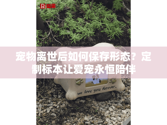 宠物离世后如何保存形态？定制标本让爱宠永恒陪伴