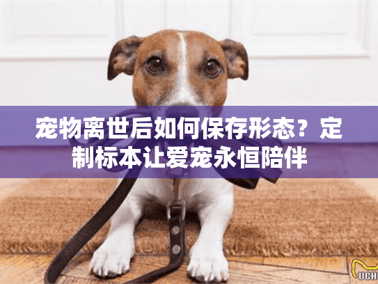 宠物离世后如何保存形态？定制标本让爱宠永恒陪伴