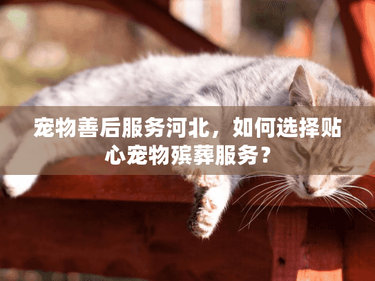 宠物善后服务河北，如何选择贴心宠物殡葬服务？