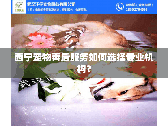 西宁宠物善后服务如何选择专业机构？