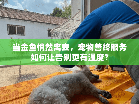 当金鱼悄然离去，宠物善终服务如何让告别更有温度？