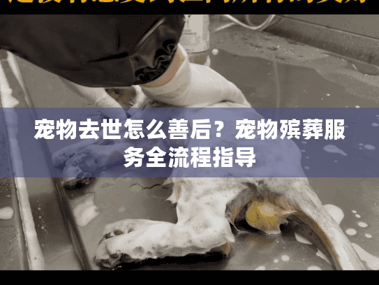 宠物去世怎么善后？宠物殡葬服务全流程指导