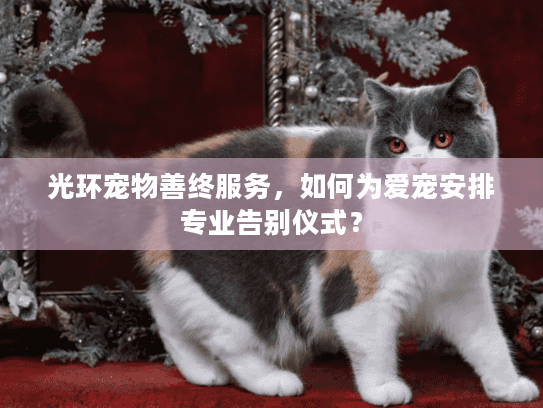 光环宠物善终服务，如何为爱宠安排专业告别仪式？