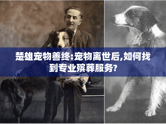 楚雄宠物善终:宠物离世后,如何找到专业殡葬服务?