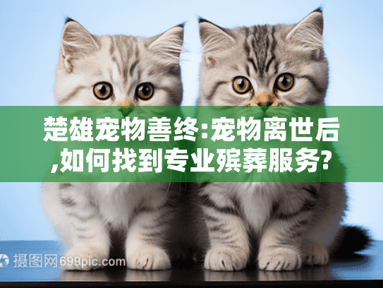 楚雄宠物善终:宠物离世后,如何找到专业殡葬服务?