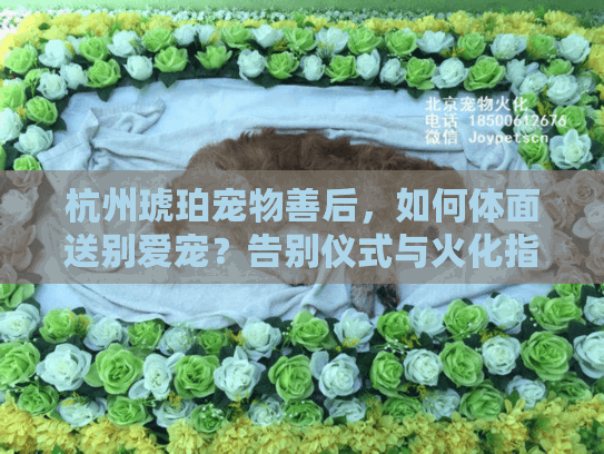 杭州琥珀宠物善后，如何体面送别爱宠？告别仪式与火化指南