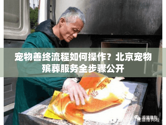 宠物善终流程如何操作？北京宠物殡葬服务全步骤公开