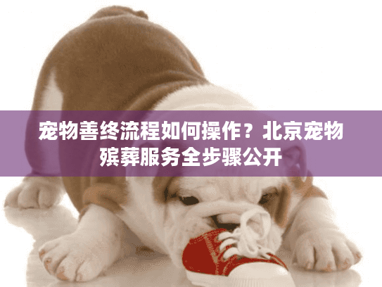 宠物善终流程如何操作？北京宠物殡葬服务全步骤公开