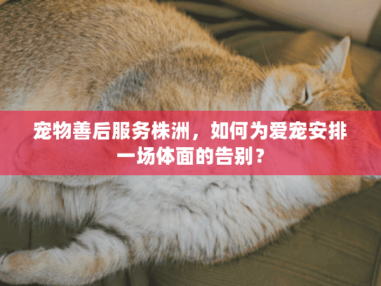 宠物善后服务株洲，如何为爱宠安排一场体面的告别？