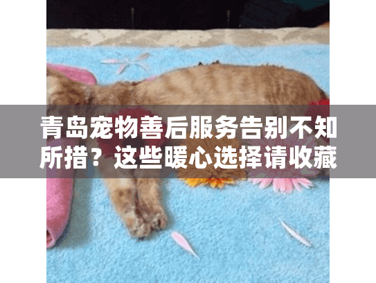 青岛宠物善后服务告别不知所措？这些暖心选择请收藏