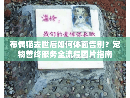 布偶猫去世后如何体面告别？宠物善终服务全流程图片指南