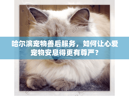 哈尔滨宠物善后服务，如何让心爱宠物安息得更有尊严？