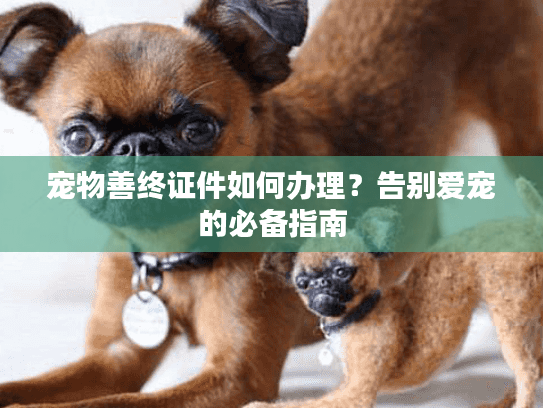 宠物善终证件如何办理？告别爱宠的必备指南