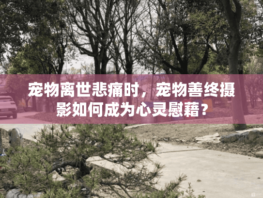 宠物离世悲痛时，宠物善终摄影如何成为心灵慰藉？