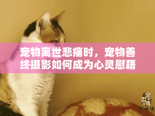 宠物离世悲痛时，宠物善终摄影如何成为心灵慰藉？