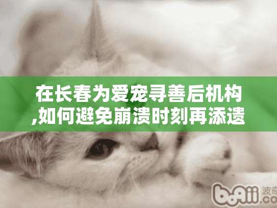 在长春为爱宠寻善后机构,如何避免崩溃时刻再添遗憾？