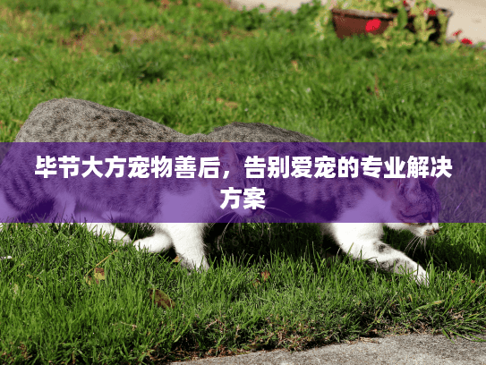 毕节大方宠物善后，告别爱宠的专业解决方案