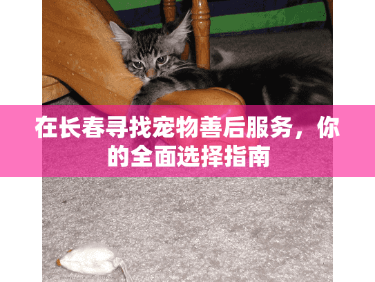 在长春寻找宠物善后服务，你的全面选择指南