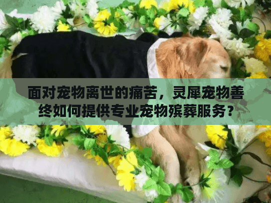 面对宠物离世的痛苦，灵犀宠物善终如何提供专业宠物殡葬服务？