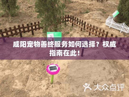 咸阳宠物善终服务如何选择？权威指南在此！