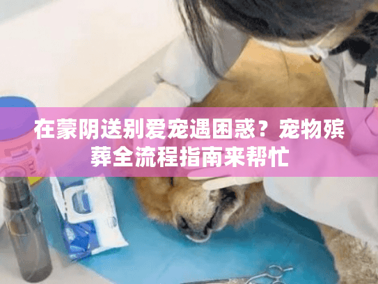 在蒙阴送别爱宠遇困惑？宠物殡葬全流程指南来帮忙