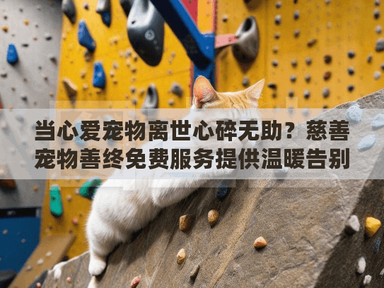 当心爱宠物离世心碎无助？慈善宠物善终免费服务提供温暖告别与支持