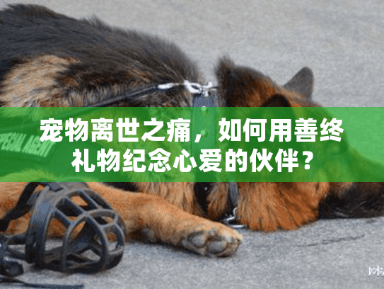 宠物离世之痛，如何用善终礼物纪念心爱的伙伴？
