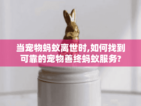 当宠物蚂蚁离世时,如何找到可靠的宠物善终蚂蚁服务?