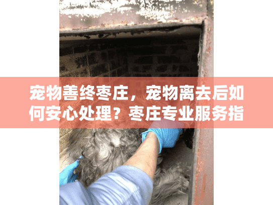 宠物善终枣庄，宠物离去后如何安心处理？枣庄专业服务指南