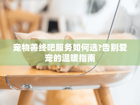 宠物善终吧服务如何选?告别爱宠的温暖指南